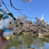 （分類：）位於 。 由 cowcat21 提交（商品編號 1381638700，圖片 1）。簡介： 。