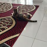 (Kategori: ) berada di . Dikirim oleh kanken248 (ID iklan 1353442764, Gambar 1). Deskripsi: .