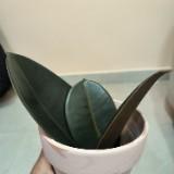 （分類：）位於 。 由 tmohappy 提交（商品編號 1349614039，圖片 1）。簡介： 。