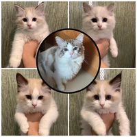 (分類:)位於 。 由 terrancemama 提交(商品編號 1451502992,圖片 1)。簡介: 。