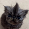 (Category: ) located in . Submitted by hjaylabayla (Listing ID 1447973853, Image 1). Description: .
