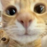 （分類：）位於 。 由 kiu0910 提交（商品編號 1368429270，圖片 1）。簡介： 。