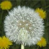 (Kategori: ) berada di . Dikirim oleh prelovedbylittledandelions (ID iklan 1312765175, Gambar 1). Deskripsi: .