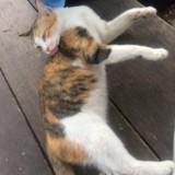 (Kategori: ) berada di . Dikirim oleh rahayuchic50124 (ID iklan 1351985689, Gambar 1). Deskripsi: .