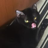 (Category: ) located in . Submitted by sherzycat (Listing ID 1382356725, Image 1). Description: .
