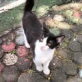 (Kategori: ) berada di . Dikirim oleh zainur72 (ID iklan 1321600789, Gambar 1). Deskripsi: .