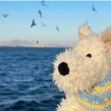 (分類:)位於 。 由 abbyyyy_ 提交(商品編號 1450601575,圖片 1)。簡介: 。