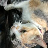 (Kategori: ) berada di . Dikirim oleh prelovedneys (ID iklan 1349100424, Gambar 1). Deskripsi: .