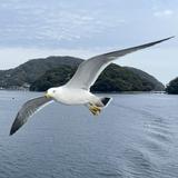 （分類：）位於 。 由 hz249 提交（商品編號 1383722048，圖片 1）。簡介： 。