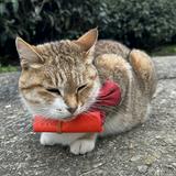 由 gagaer (刊登 ID 1213537965，圖片 1) 提交，位於 的 (類別：)，說明：。