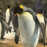 （分類：）位於 。 由 yunomiles 提交（商品編號 1357173539，圖片 1）。簡介： 。