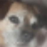 (分類:)位於 。 由 majsgdtwvbd 提交(商品編號 1325228628,圖片 1)。簡介: 。