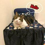 (Category: ) located in . Submitted by binny1212 (Listing ID 1381472680, Image 1). Description: .