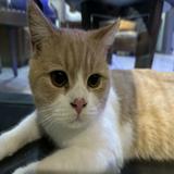 (Kategori: ) berada di . Dikirim oleh gpreloved08 (ID iklan 1267286828, Gambar 1). Deskripsi: .