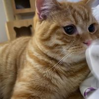 （分類：）位於 。 由 kingbbb10184458 提交（商品編號 1342121356，圖片 1）。簡介： 。