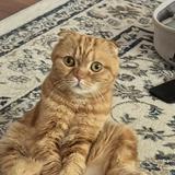 (Category: ) located in . Submitted by meowmeowmeow99085 (Listing ID 1360145348, Image 1). Description: .