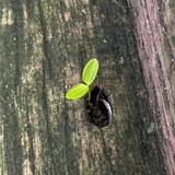 （分類：）位於 。 由 anat.w 提交（商品編號 1381475895，圖片 1）。簡介： 。