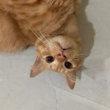 (Kategori: ) berada di . Dikirim oleh wulansgaluh (ID iklan 1380445433, Gambar 1). Deskripsi: .