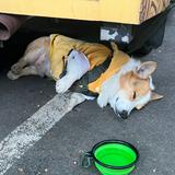 由 charlotte7777__ (刊登 ID 1459897769,圖片 1) 提交,位於 的 (類別:),說明:。