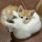 (Category: ) located in . Submitted by pau_uu (Listing ID 1382144078, Image 1). Description: .