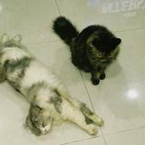 (Kategori: ) berada di . Dikirim oleh rakys (ID iklan 1363689502, Gambar 1). Deskripsi: .