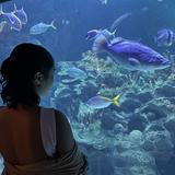 (Category: ) located in . Submitted by dannie.jar (Listing ID 1353161012, Image 1). Description: .