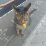 （分類：）位於 。 由 tomandcat12345 提交（商品編號 1363740369，圖片 1）。簡介： 。