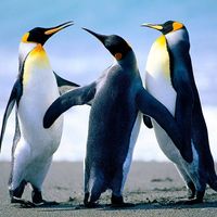 （分類：）位於 。 由 penguin8k 提交（商品編號 1350338919，圖片 1）。簡介： 。