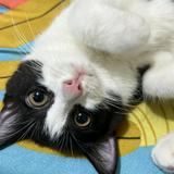 (Kategori: ) berada di . Dikirim oleh prelovedbypunyakuu (ID iklan 1378677434, Gambar 1). Deskripsi: .