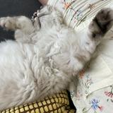 (Category: ) located in . Submitted by bbbbattery (Listing ID 1309074204, Image 1). Description: .