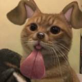 (Category: ) located in . Submitted by sasersss (Listing ID 1365812527, Image 1). Description: .