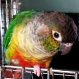 (Category: ) located in . Submitted by irwan_iluvbirds (Listing ID 1375567505, Image 1). Description: .
