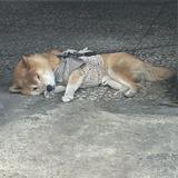 由 loki_1008 (刊登 ID 1376067897，圖片 1) 提交，位於 的 (類別：)，說明：。