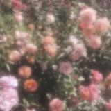 (Category: ) located in . Submitted by __prelovedbylyn (Listing ID 1384574936, Image 1). Description: .
