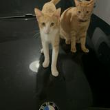 (Category: ) located in . Submitted by imacatlady (Listing ID 1386288328, Image 1). Description: .