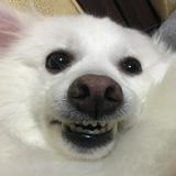 由 vicky090007 (刊登 ID 1382658086，圖片 1) 提交，位於 的 (類別：)，說明：。