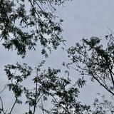 由 yi02051 (刊登 ID 1382501884，圖片 1) 提交，位於 的 (類別：)，說明：。
