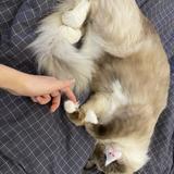 (Category: ) located in . Submitted by choisansan05001 (Listing ID 1348299693, Image 1). Description: .