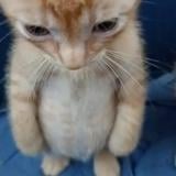 (Category: ) located in . Submitted by yeetussss (Listing ID 1352827076, Image 1). Description: .