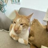 由 longerx (刊登 ID 1384809165，圖片 1) 提交，位於 的 (類別：)，說明：。