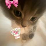 (Category: ) located in . Submitted by imeowforhim (Listing ID 1372541527, Image 1). Description: .