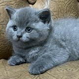 (Kategori: ) berada di . Dikirim oleh prelovedbelaa (ID iklan 1385243822, Gambar 1). Deskripsi: .