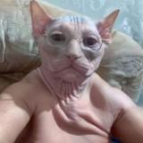 (Category: ) located in . Submitted by dafortu (Listing ID 1228893941, Image 1). Description: .