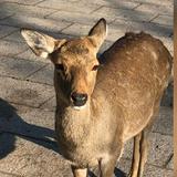 (Category: ) located in . Submitted by deer_collectibles (Listing ID 1352515603, Image 1). Description: .
