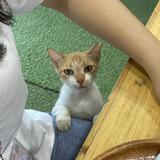 (Category: ) located in . Submitted by fleaabag (Listing ID 1443871680, Image 1). Description: .