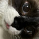 （分類：）位於 。 由 reirei__bobo 提交（商品編號 1343605895，圖片 1）。簡介： 。