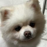 由 shihioks (刊登 ID 1365947596，圖片 1) 提交，位於 的 (類別：)，說明：。
