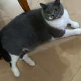 （分類：）位於 。 由 mango_chan88 提交（商品編號 1385721523，圖片 1）。簡介： 。