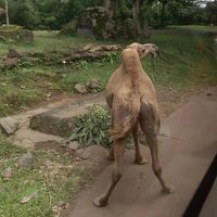 (Kategori: ) berada di . Dikirim oleh maghdalena73729 (ID iklan 1362531678, Gambar 1). Deskripsi: .