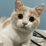 (Category: ) located in . Submitted by 13kitty (Listing ID 1376653816, Image 1). Description: .